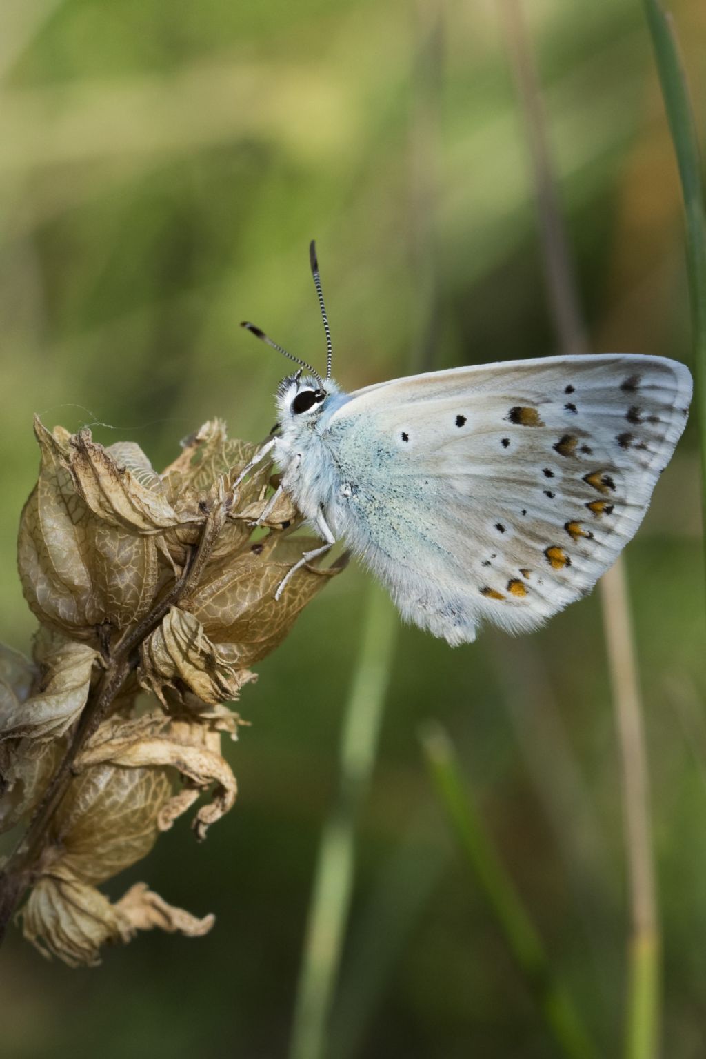 Polyommatus coridon?  S !